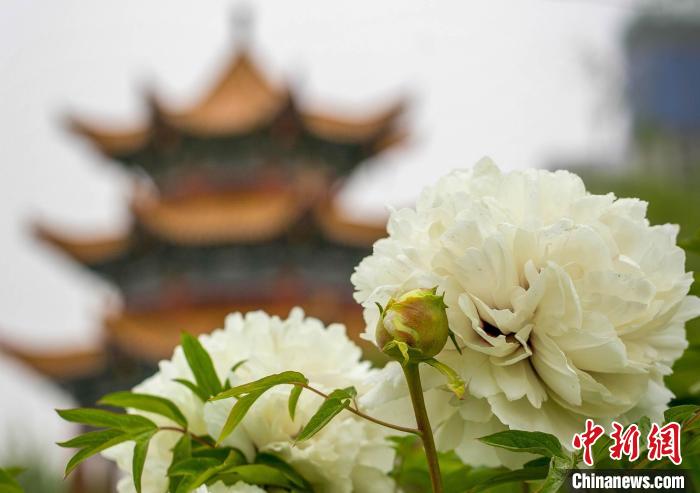 甘肃临夏以篮球为媒会友九省球迷共赏牡丹花海